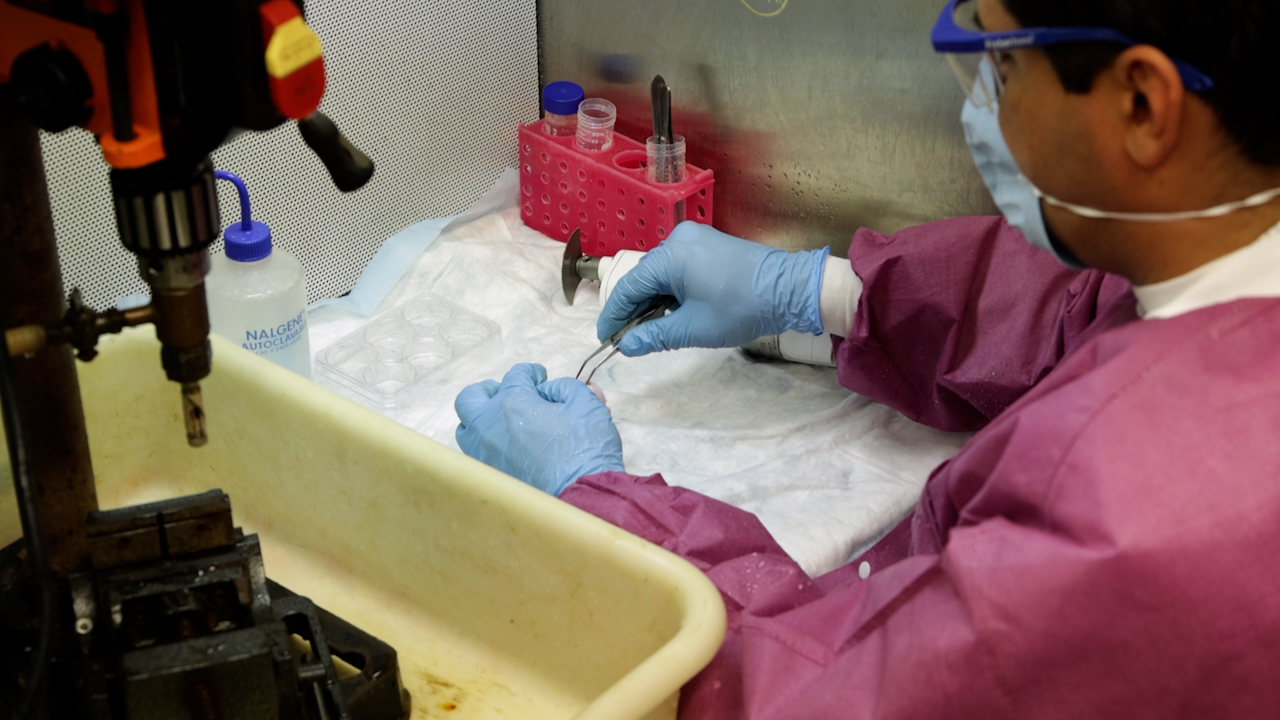 In Vitro Impact Model to Generate Sublethal Chondrocyte Injury in Bovine Cartilage Explants