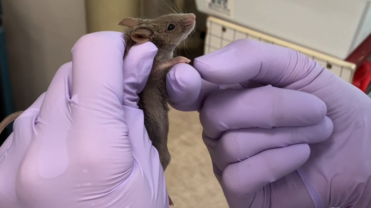 In Vivo Imaging Uncovers the Migratory Behavior of Leukocytes within the Joints