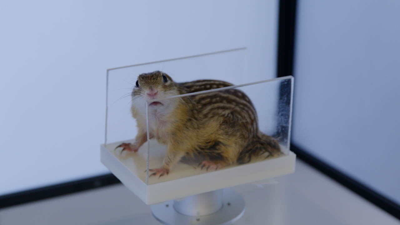 Non-aversive Animal Restraint Enabling Recording of Optomotor Reflex in Ground Squirrels