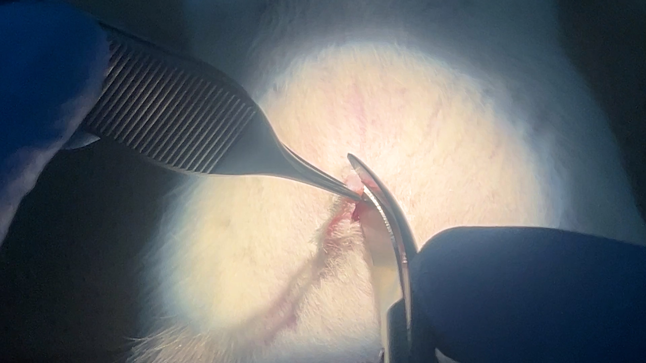 종단 예후 평가를 위한 외부 회장루를 사용한 장 이식의 쥐 이식 거부 반응 모델