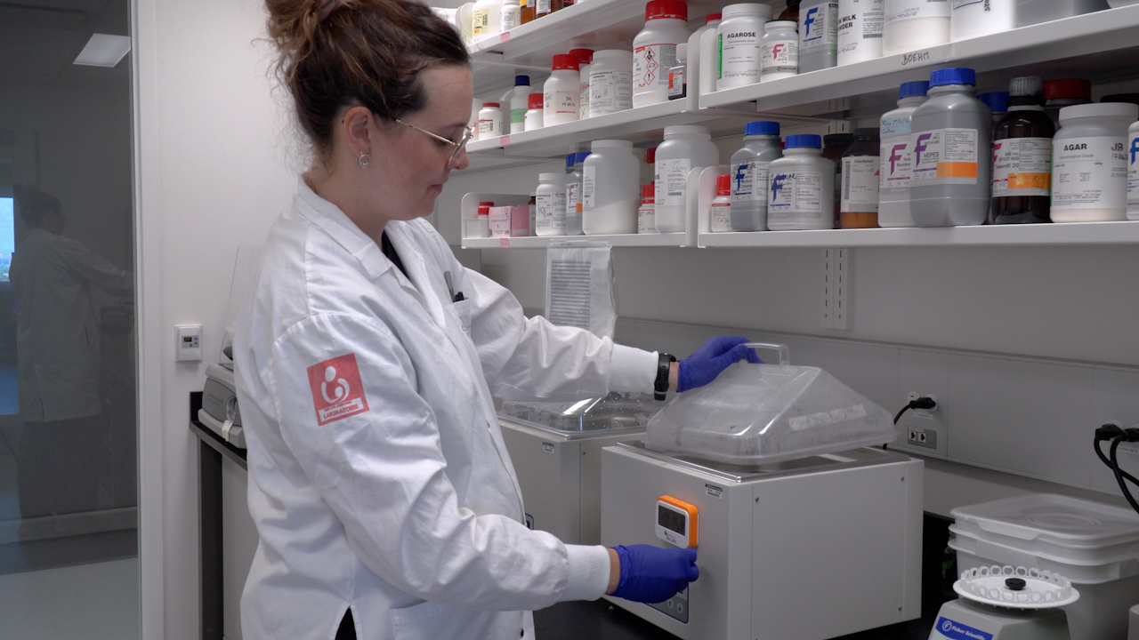 Citometría de flujo y análisis unicelular para caracterizar la activación de la microglía en el desarrollo temprano del cerebro de ratón posnatal