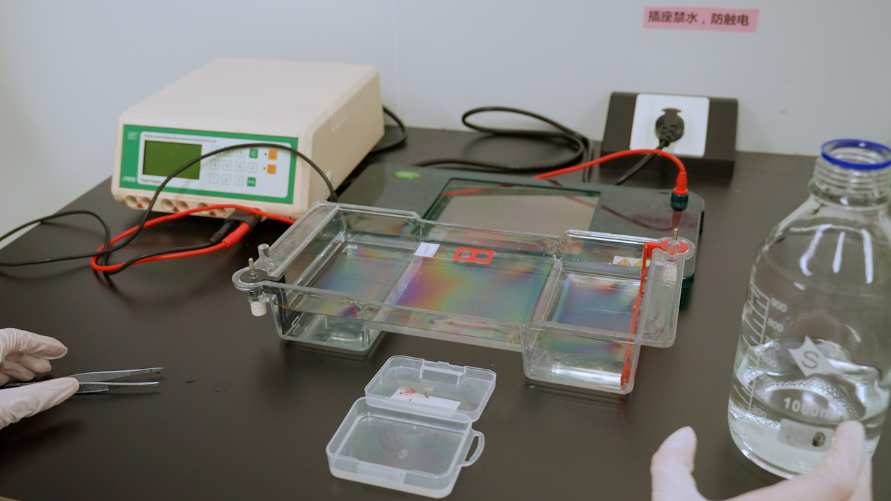 Comet Assay to Quantify DNA Damage in FLT3 Mutant-expressing 32D Cells after Exposure to Type I and Type II FLT3 Inhibitors