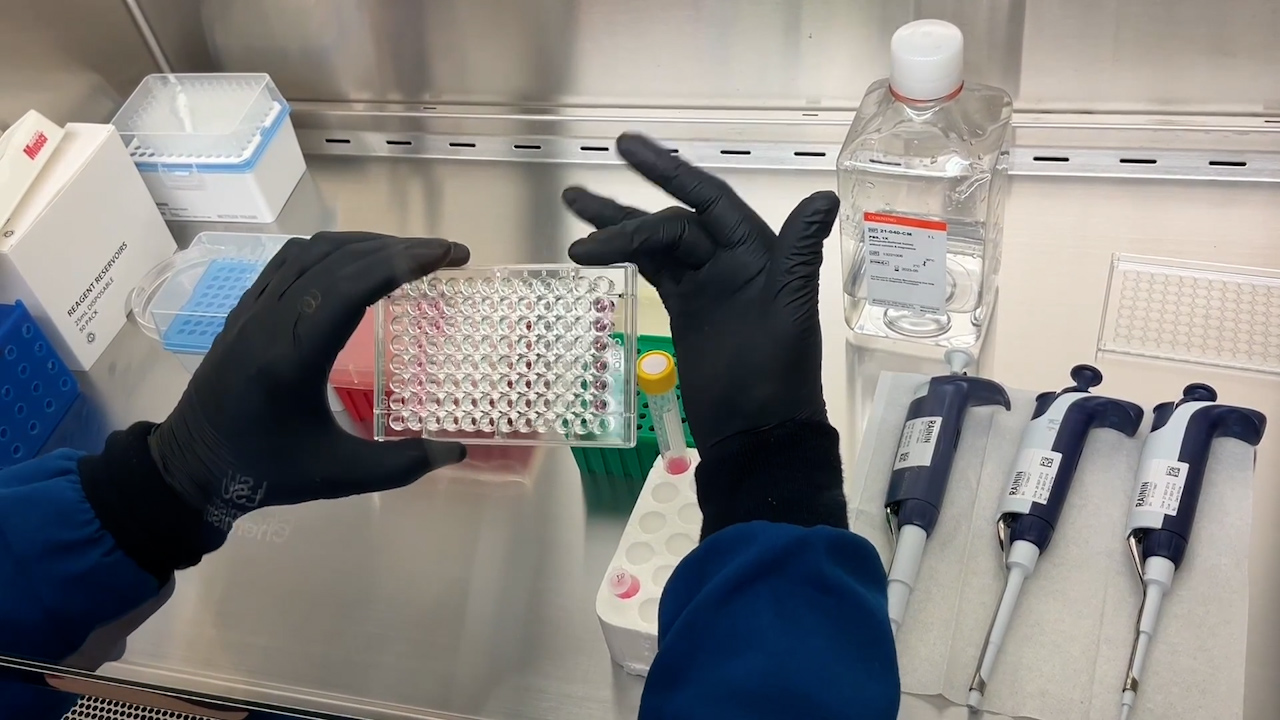 A Fluorescence-based Protocol for Preliminary Screening of Protein Synthesis Inhibitors from Natural Sources