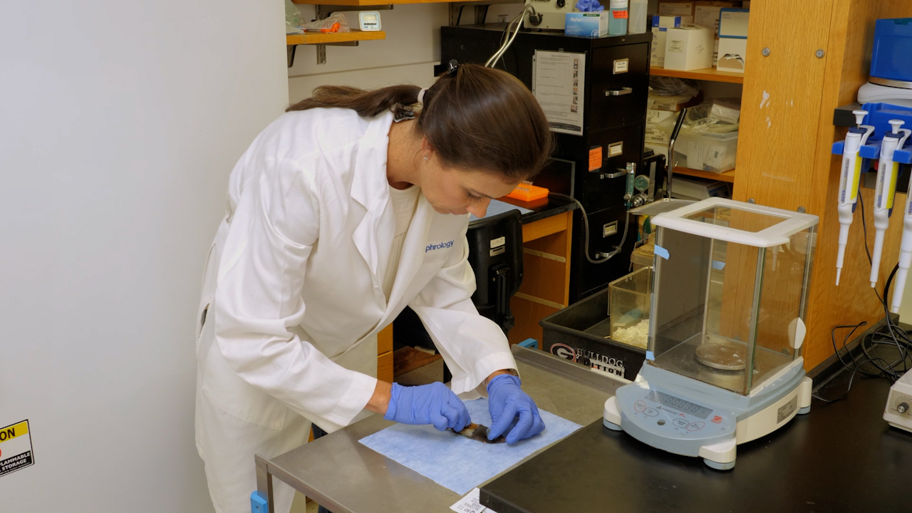 Un modèle murin pour évaluer les résultats structurels et fonctionnels à long terme après l’inversion de l’obstruction urétérale unilatérale prolongée