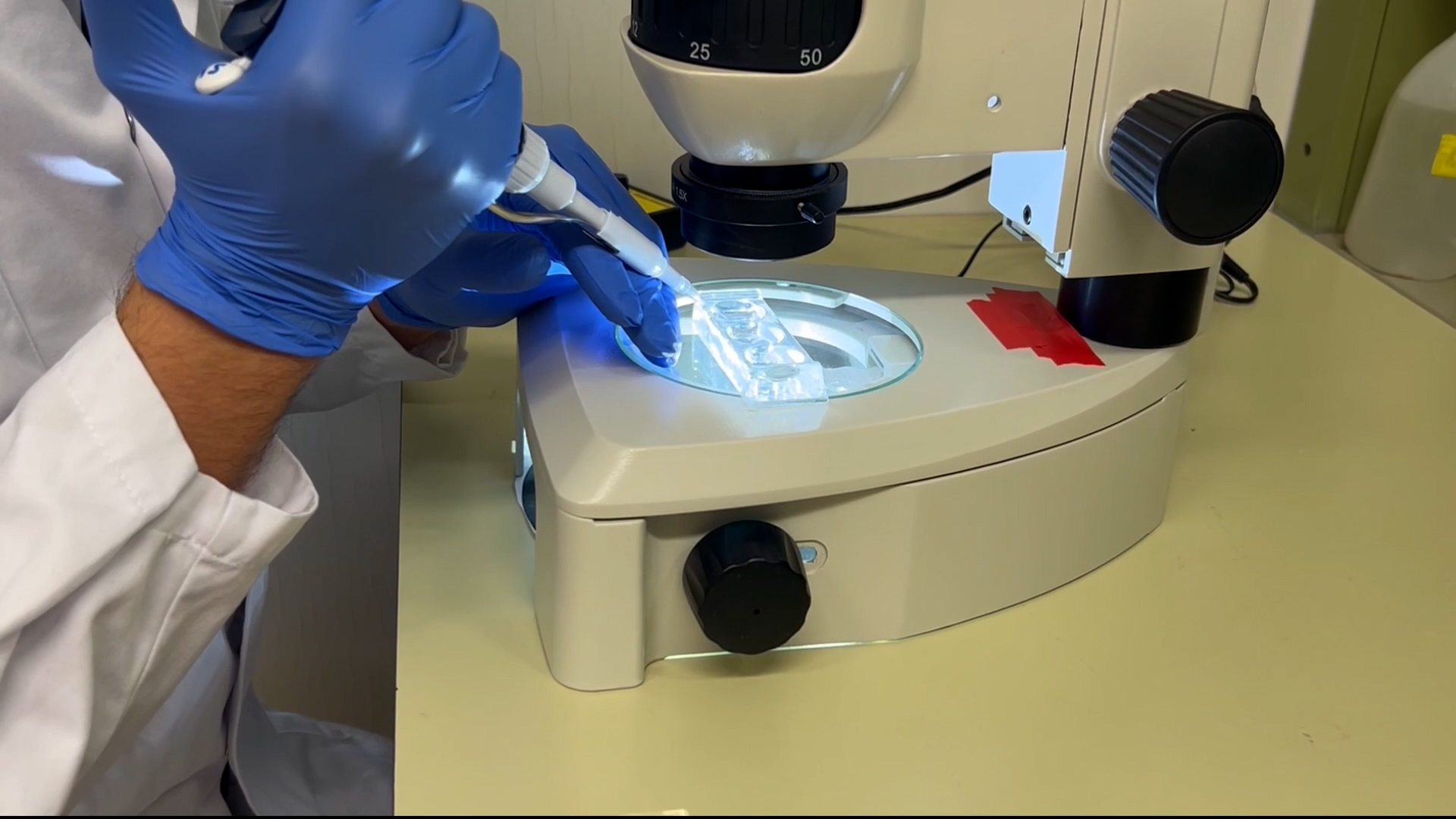 In Vivo Proximity Biotinylation for Protein Interaction Studies in Paramecium tetraurelia