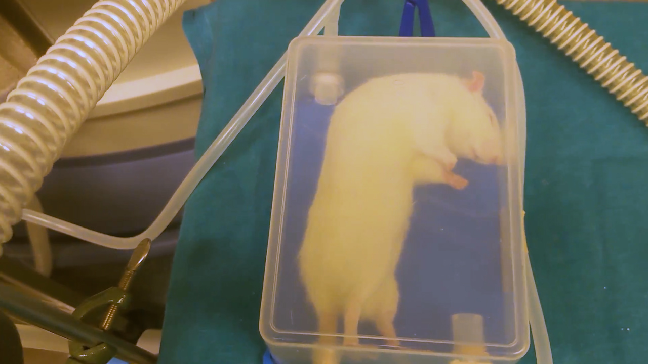 Application of Dixon's Up-and-Down Design to Estimate the Minimum Alveolar Concentration of Sevoflurane in Rats with Refined Movement Classification