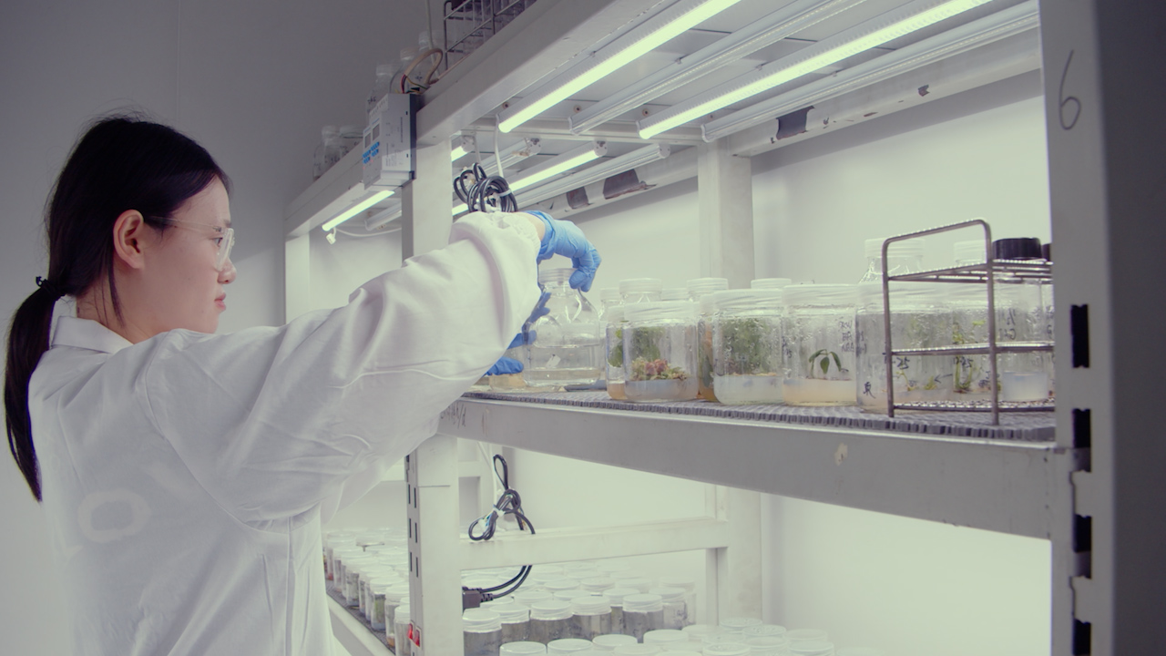 Asymbiotic Germination and Leaf Explant-Based Regeneration of the Endangered Medicinal Orchid <em>Hemipilia cucullata</em> from Mature Seeds