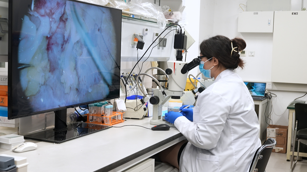 Multilevel Microdissection and Functional-Structural Profiling of Human Renal Arterial Branches