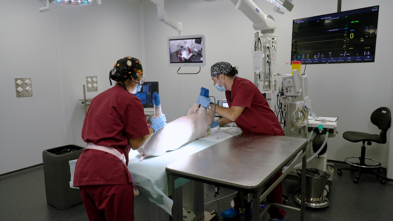 Küçük çaplı vasküler greftleri test etmek için bir domuz modelinde femoral vasküler greft implantasyonu