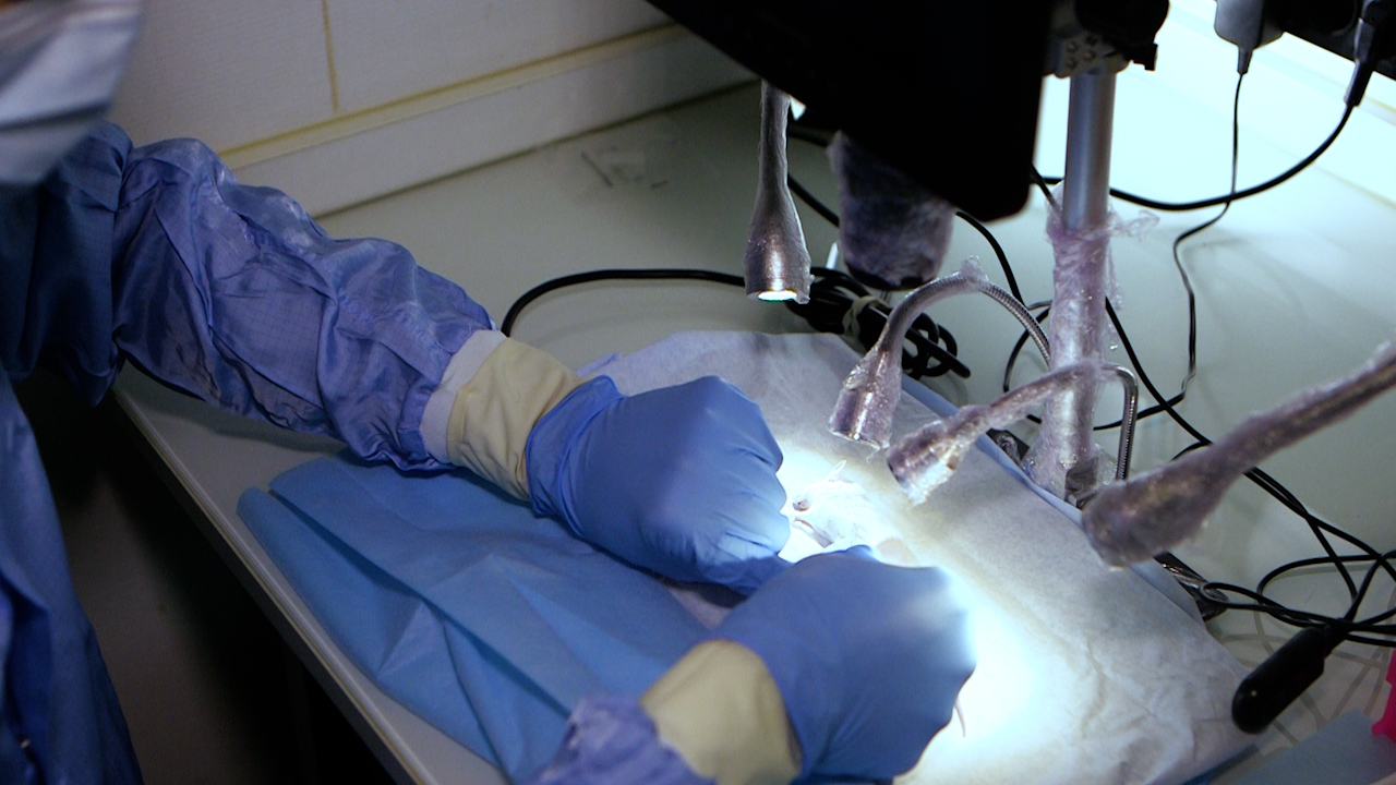 An Orthotopic Sciatic Nerve Xenograft for Neurofibromatosis Type 1 Neurofibromas