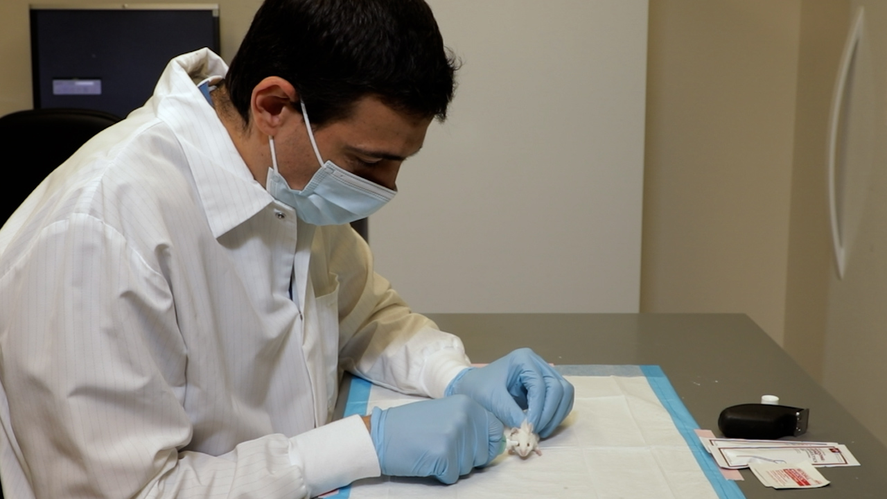 Anterior Cruciate Ligament Transection and Synovial Fluid Lavage in a Rodent Model to Study Joint Inflammation and Posttraumatic Osteoarthritis