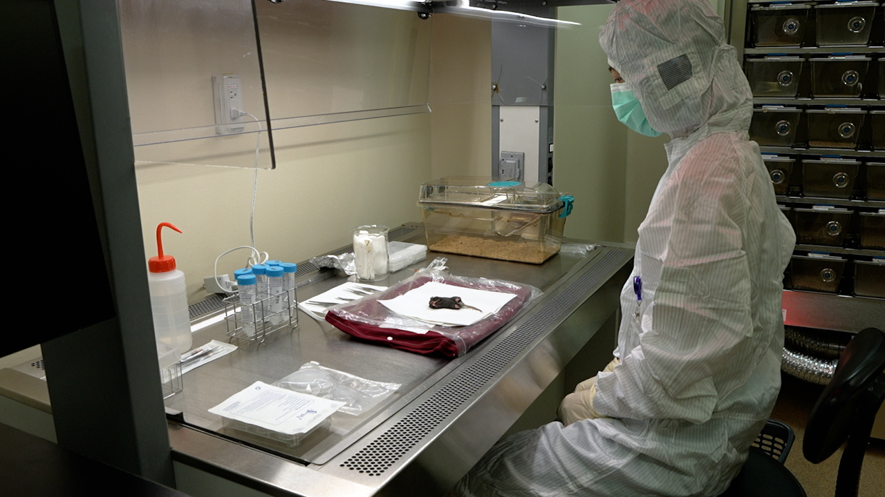 Three-dimensional Quantification of Intestinal Mucus Using Whole-mount Tissue Imaging