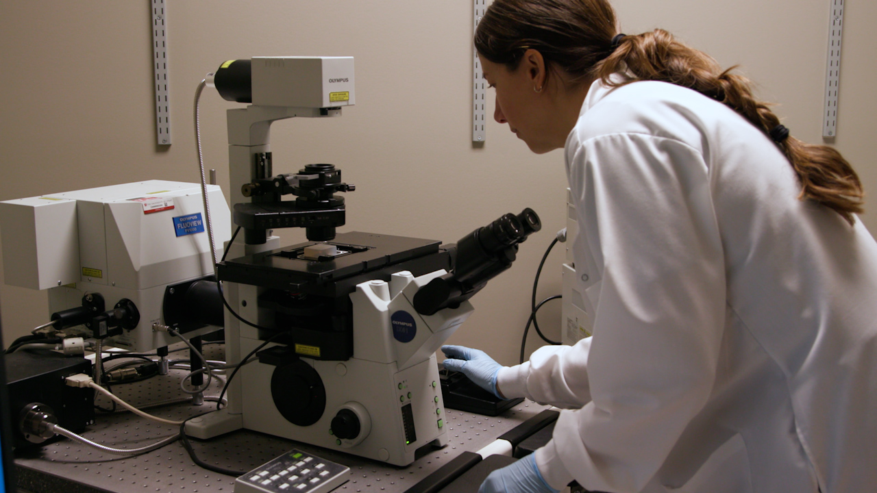 Preparing Porcine Eyes for Confocal Reflectance Microscopy to Visualize the Vitreous Collagen Fiber Network