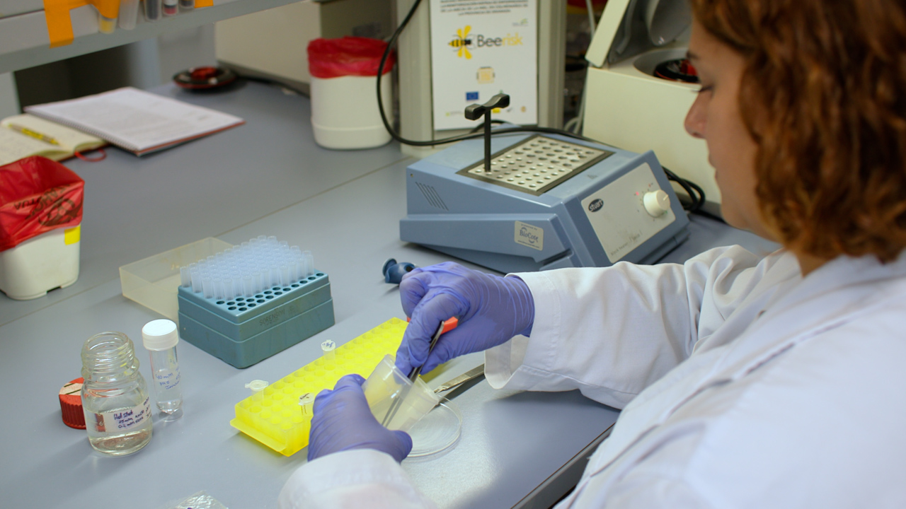 Détection sur site de l’ADN des parasites trypanosomatidés et de Nosema ceranae par lyse alcaline couplée au système RPA/CRISPR/Cas12a