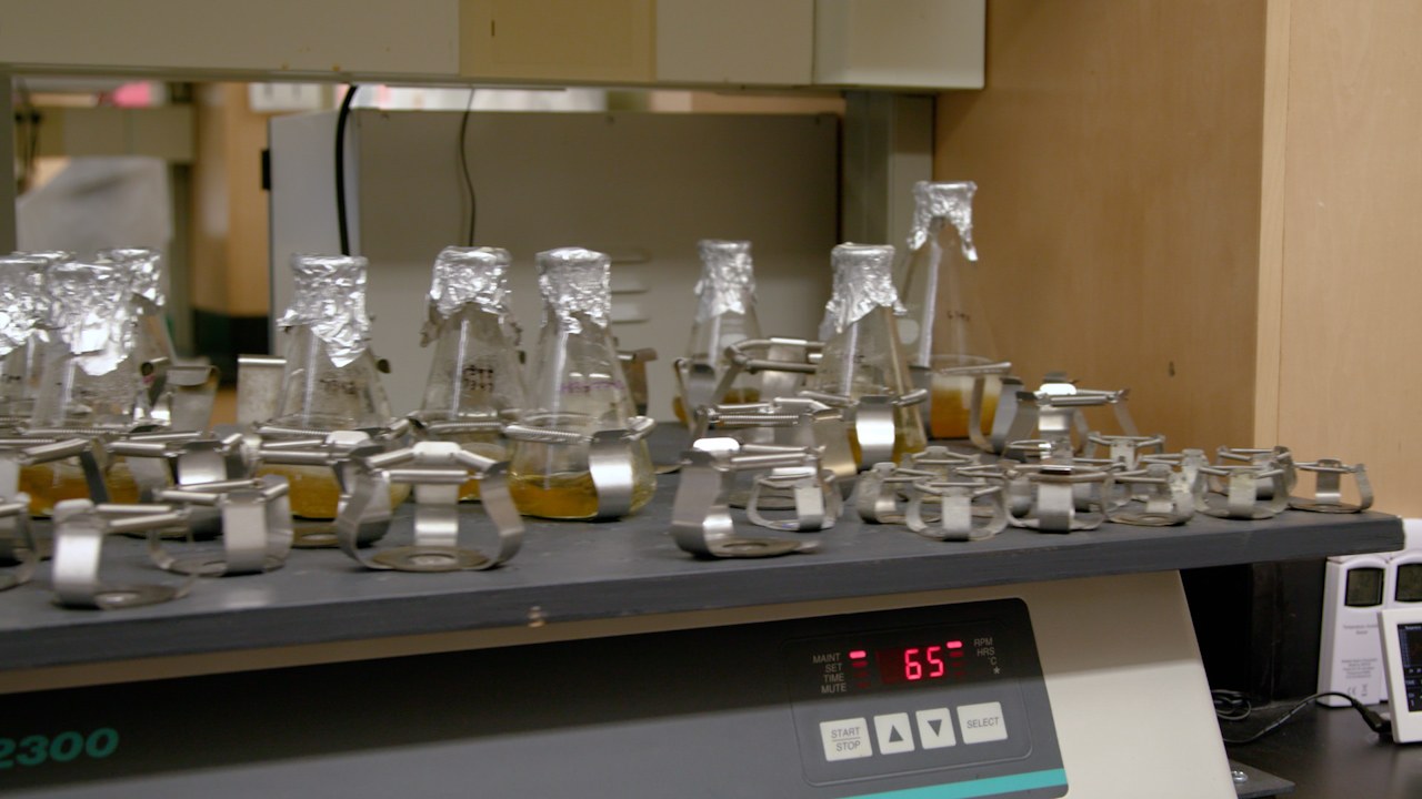 Manipulation and Analysis of Cell Cycle-Dependent Processes in Budding Yeast