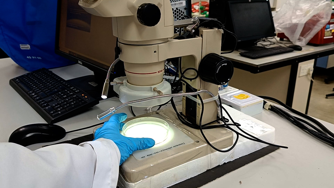 Visualizing the Gatekeeper: Evan’s Blue Dye-Based Assessment of Blood-Brain Barrier Permeability in Adult Zebrafish