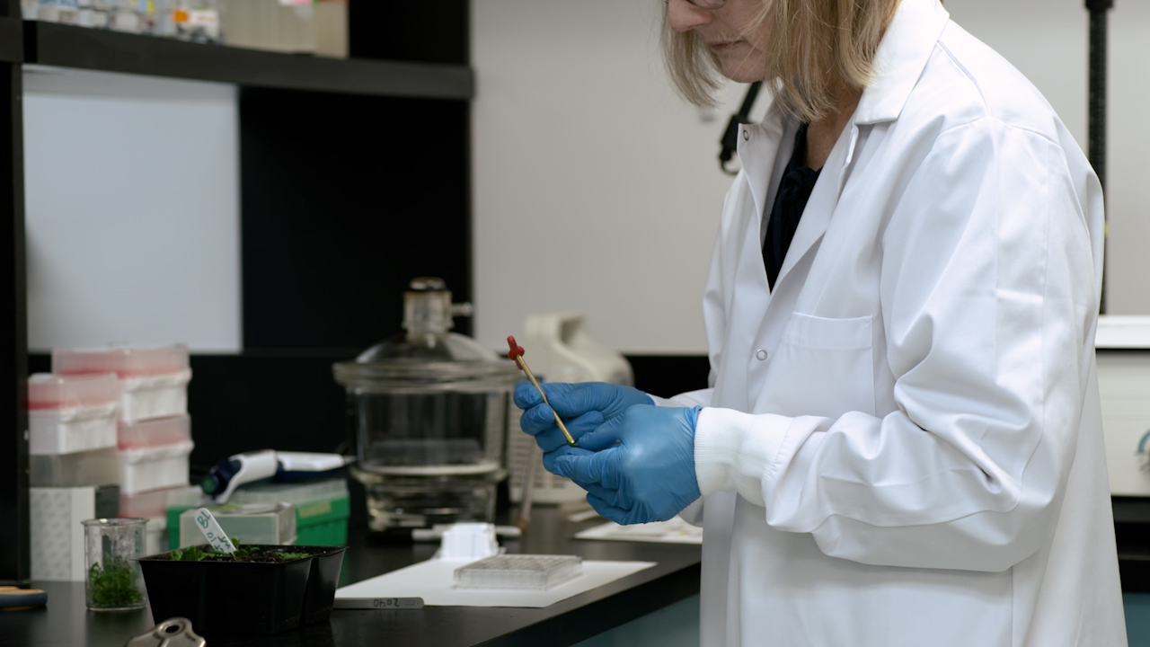 Evaluating Leaf Responses to Microbial Secondary Metabolites Using A High-Throughput Format