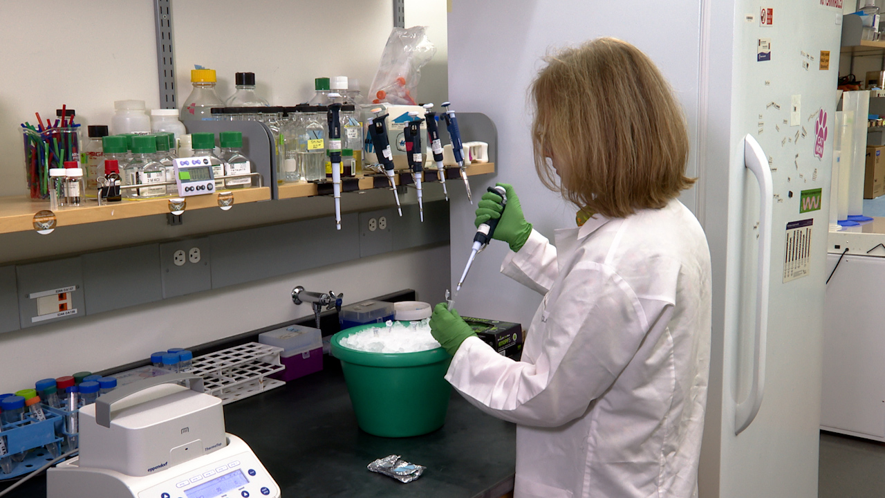 Optimized Analysis of Proteins from <em>Xenopus</em> Oocytes and Embryos by Immunoblotting