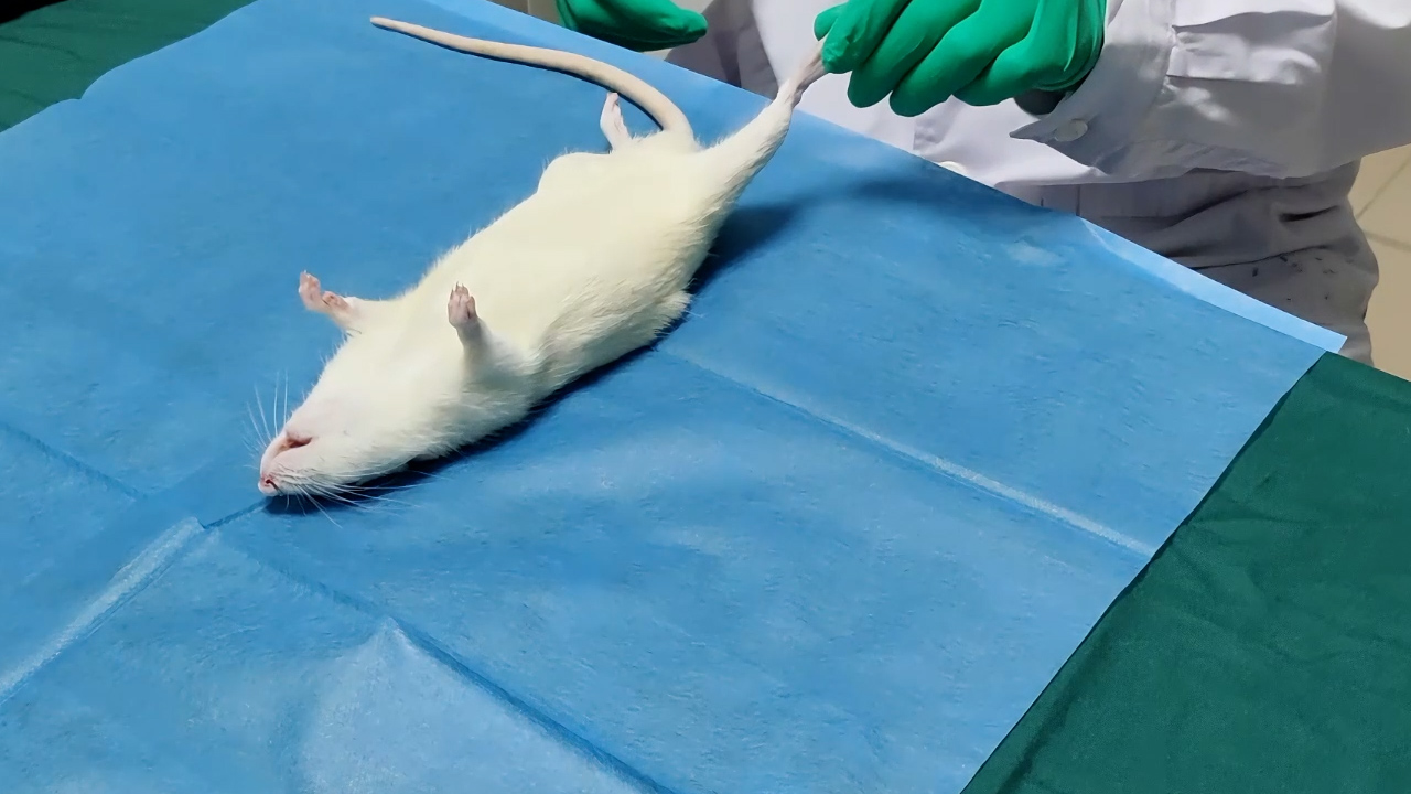 A Rat Model of Tibial Cortex Transverse Transport for the Treatment of Lower Limb Ischemia