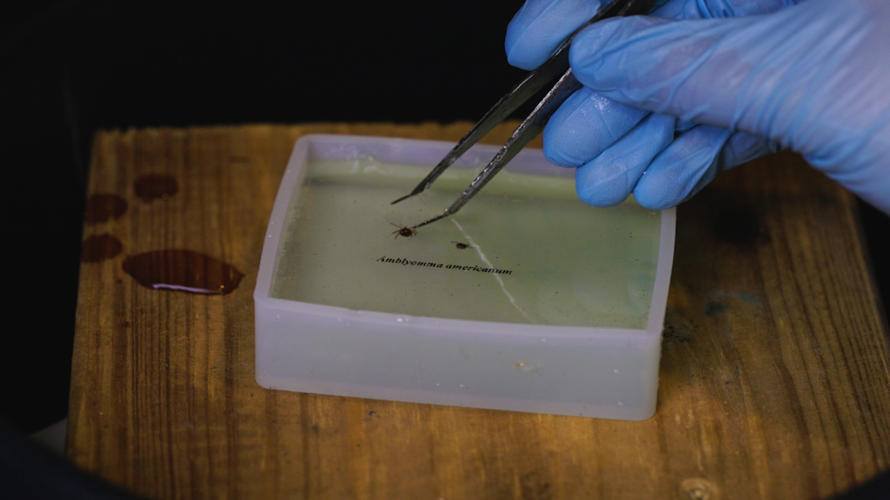 Clear Resin Casting of Arthropods for Use in Education, Outreach, and Research