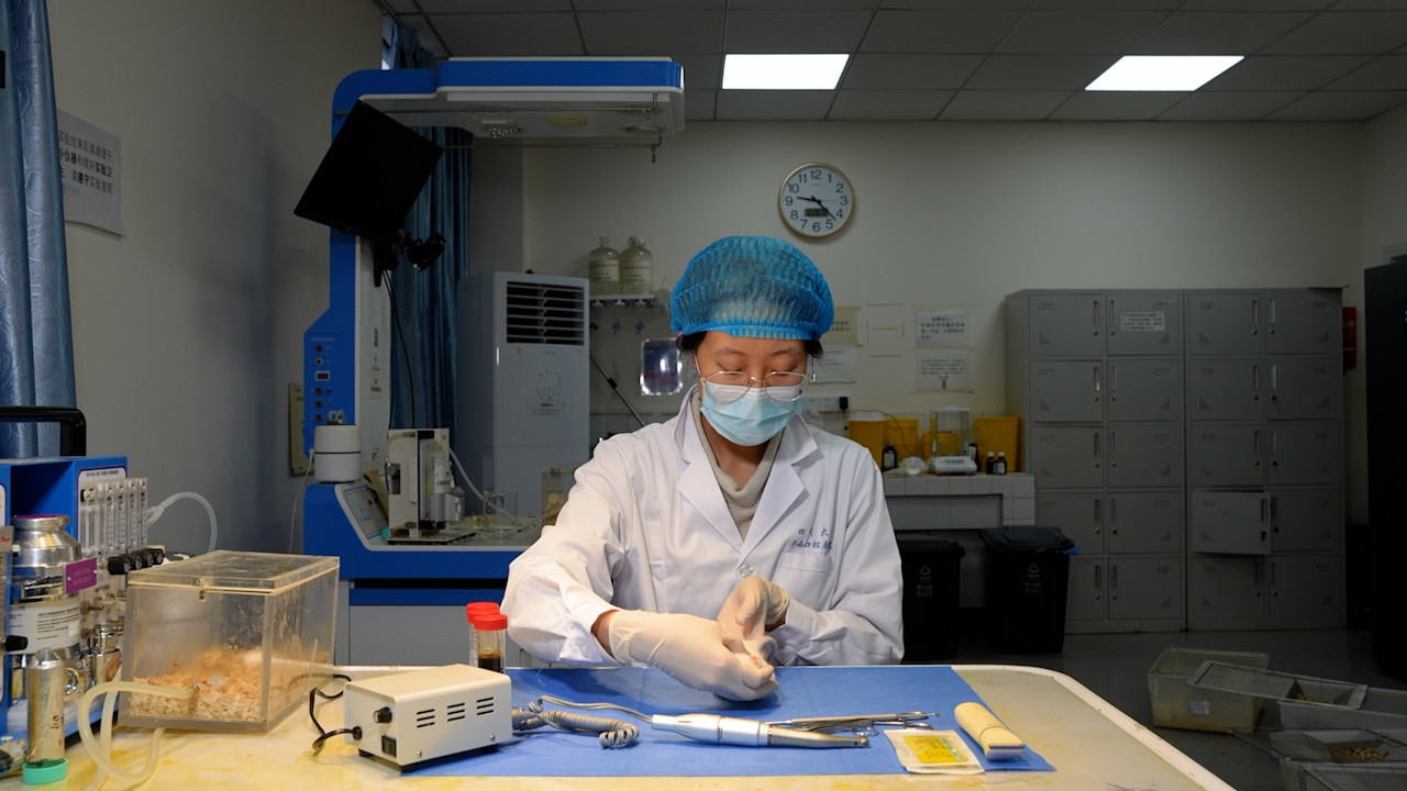 Half-segmental Diaphyseal Bone Defect Model in Rats for Evaluating Bone Substitute Performance in Load-bearing Regions