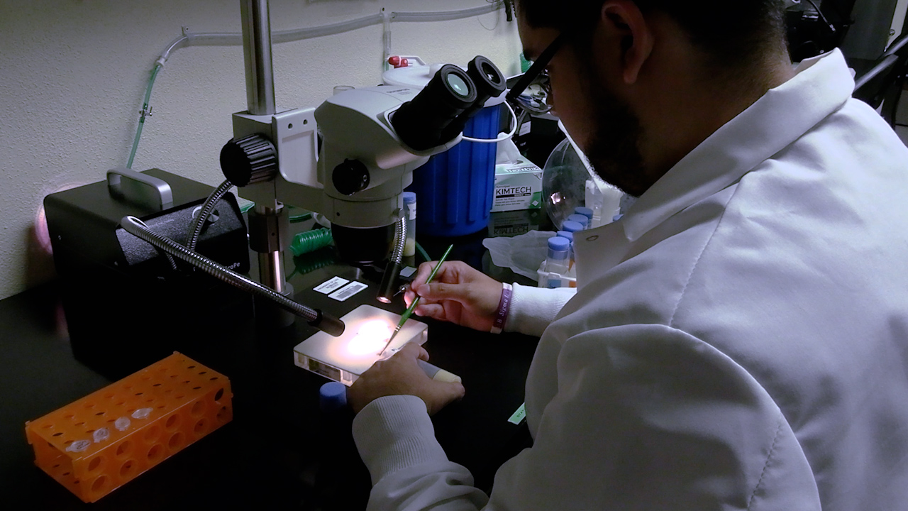 FLEX: Flight Exercise Training Protocol for the Fruit Fly Drosophila
