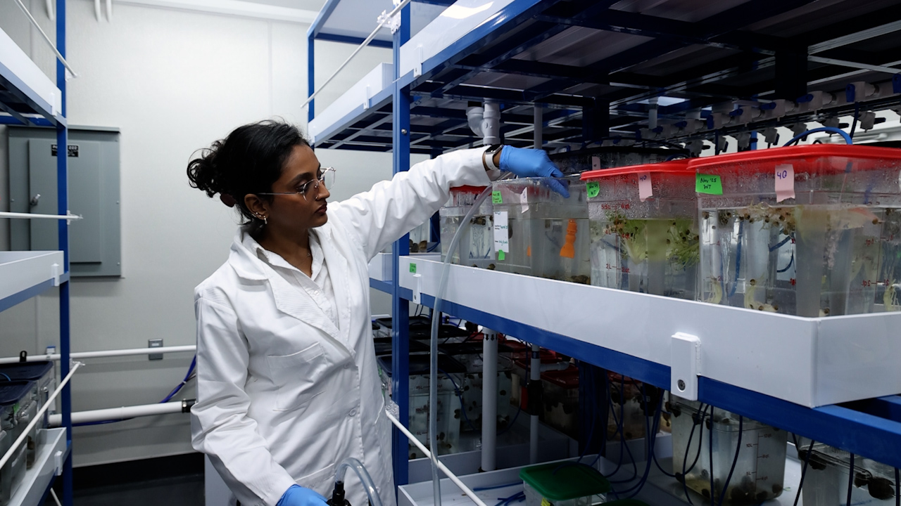 The Golden Apple Snail <em>Pomacea canaliculata</em>: From Zygotes to Stable Mutant Lines