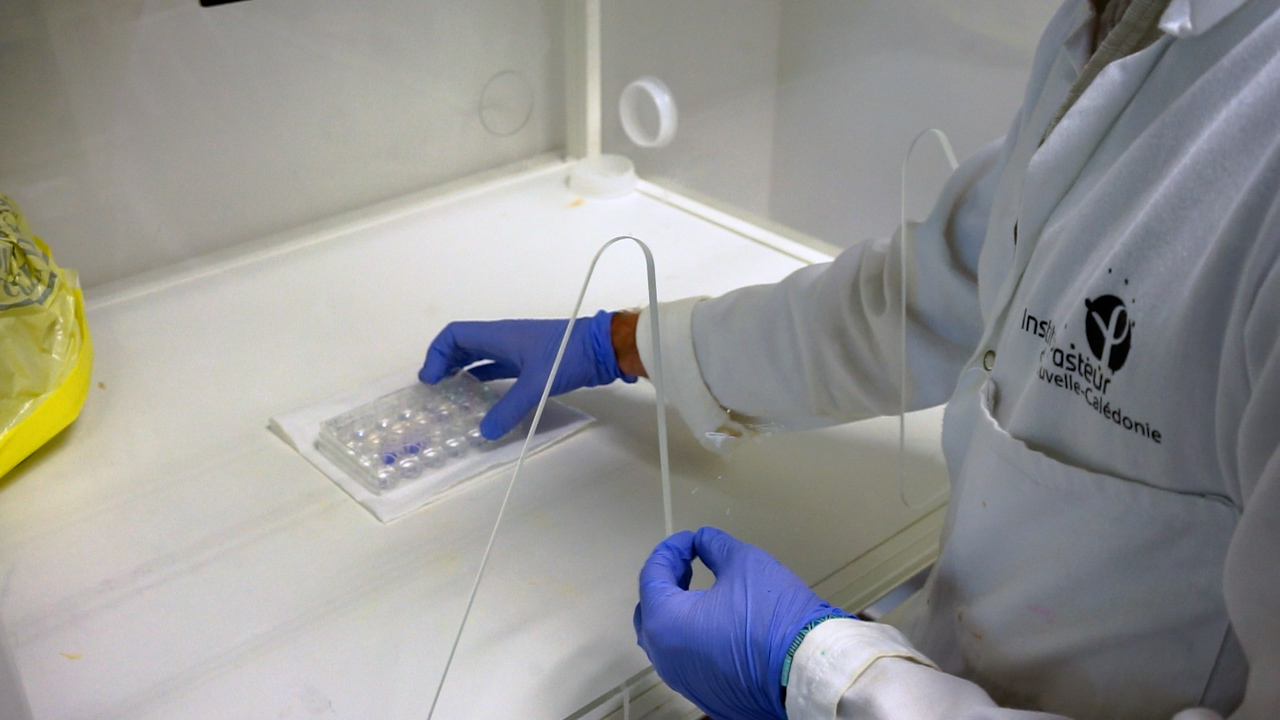 A Modular Workflow for Quantitative, Structural and Functional Analysis of Leptospira Biofilms