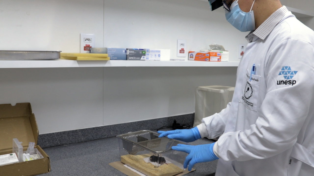 Mouse Models of Epididymitis Induced by Pathogen-Associated Molecular Patterns