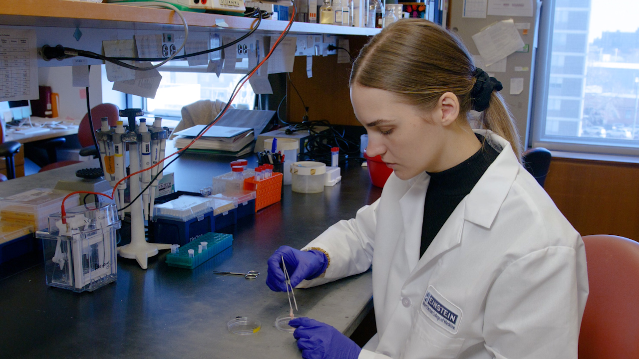 Characterization of Adipocyte-Derived Extracellular Vesicle Secretion Using a CD63-GFP Reporter Mouse Model In Vivo and In Vitro