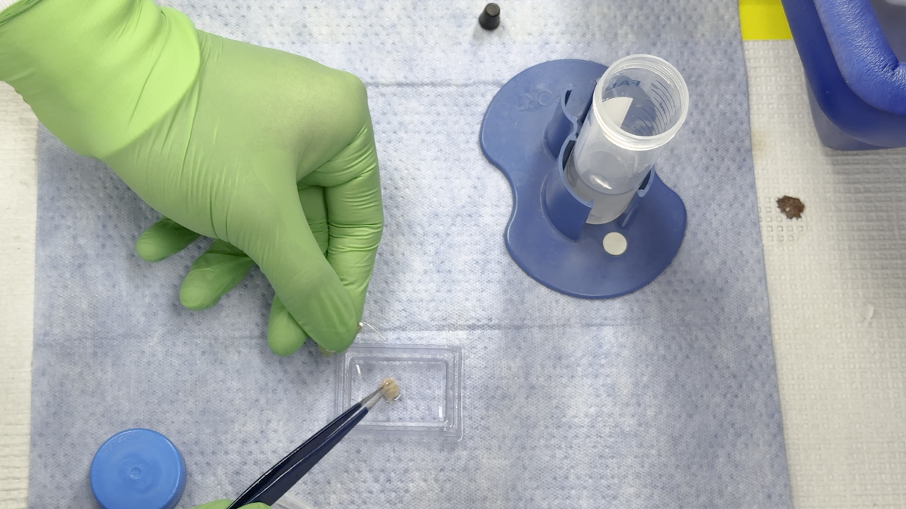 Mapeo espacial mejorado de capas musculares gástricas de ratón utilizando una técnica modificada de Swiss Roll