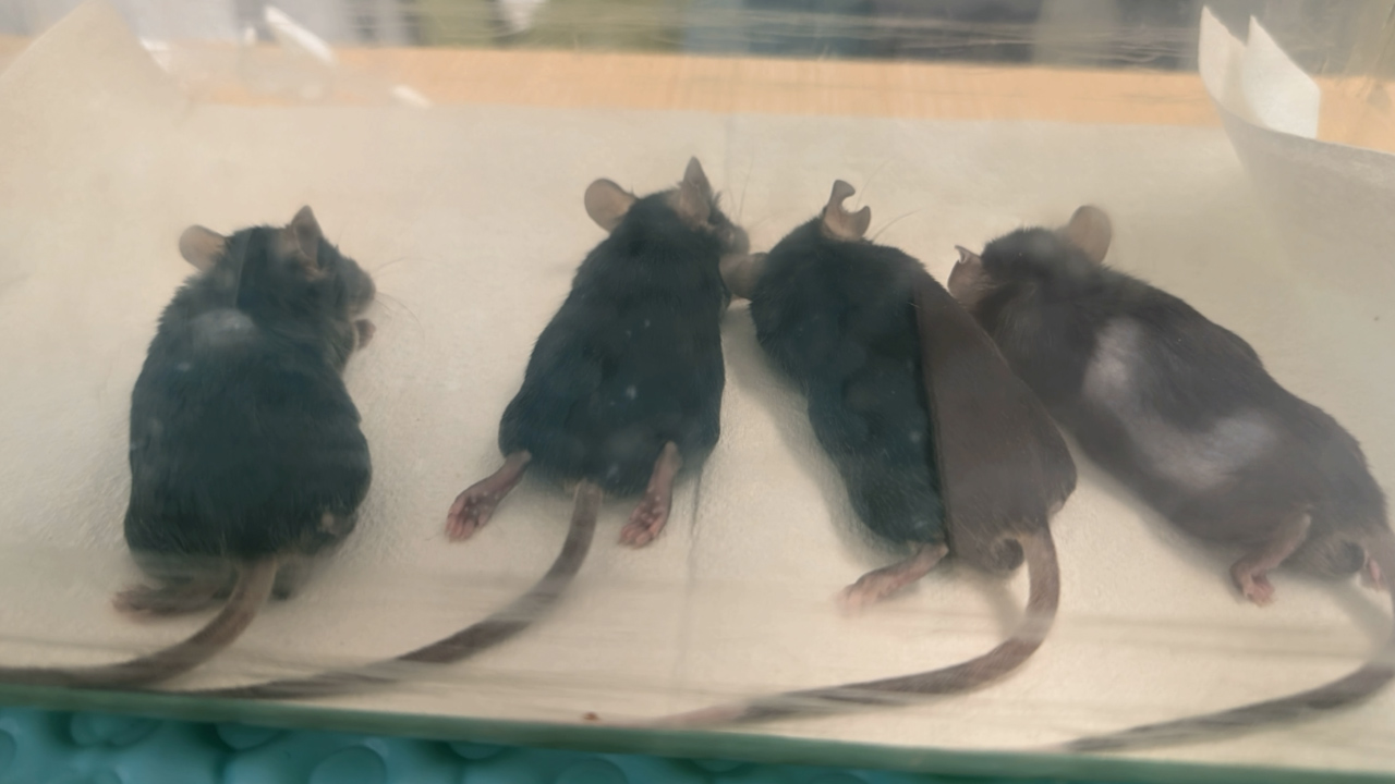 Multianimal Magnetic Resonance Imaging for Tumor Measurements in Pancreatic Cancer Mouse Models