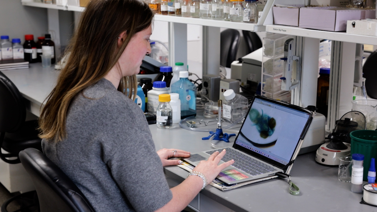Morphometric Analyses of Shape: The Analysis Software Toolbox for Craniofacial Shape Quantification in Zebrafish