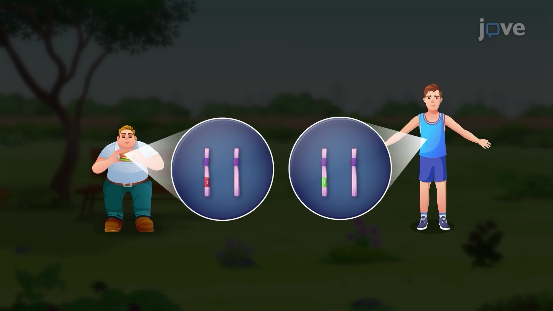 Phenotype - Concept | Life science | JoVe