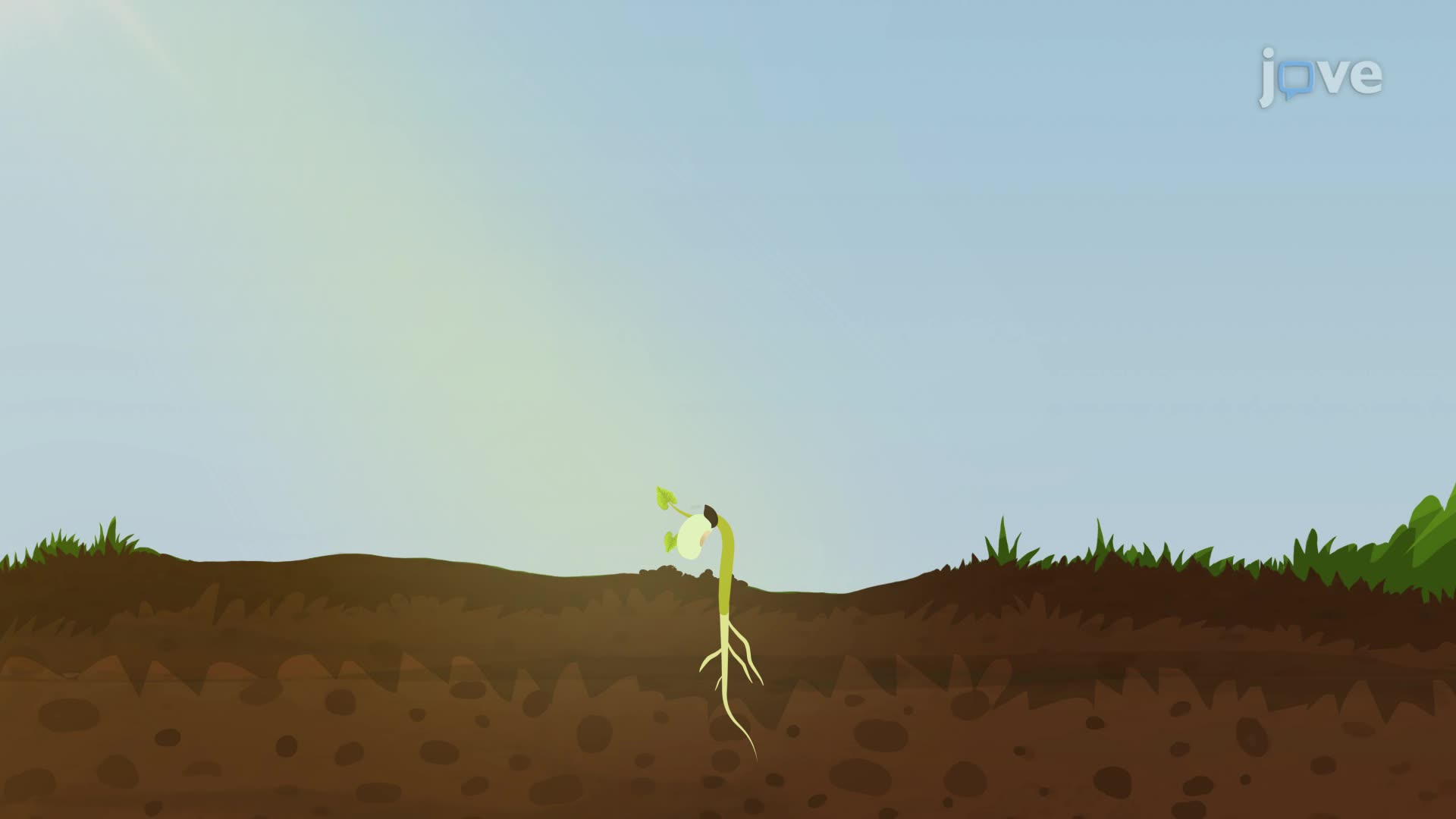 How Do Seeds Sprout and Start to Grow? - Structure, Function, and ...