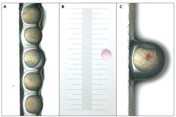 Zebrafish Embryo Injection