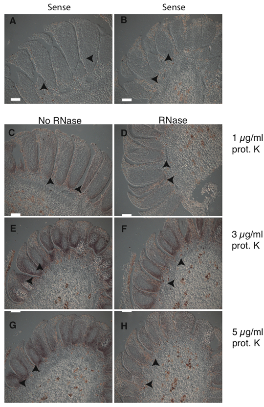 Nonradioactive in situ Hybridization Protocol Applicable for Norway
