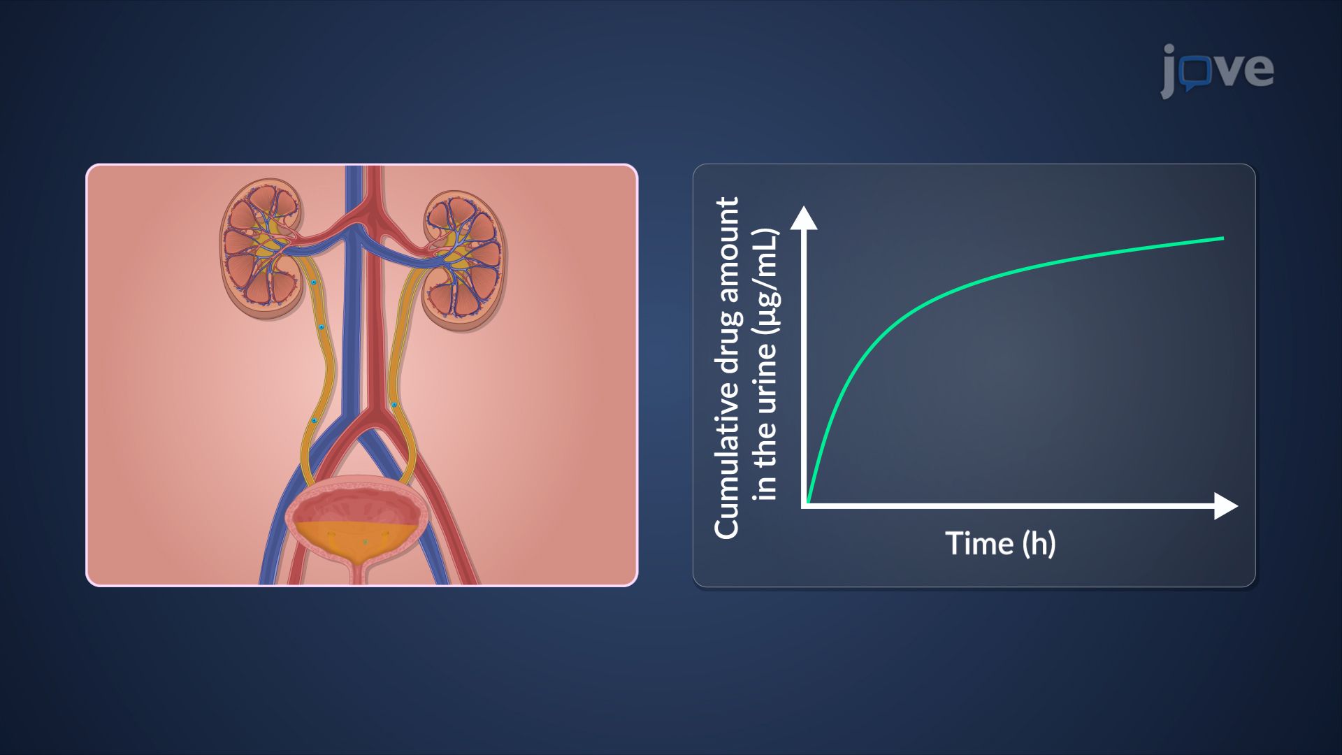 Measurement of Bioavailability: Pharmacokinetic Methods
