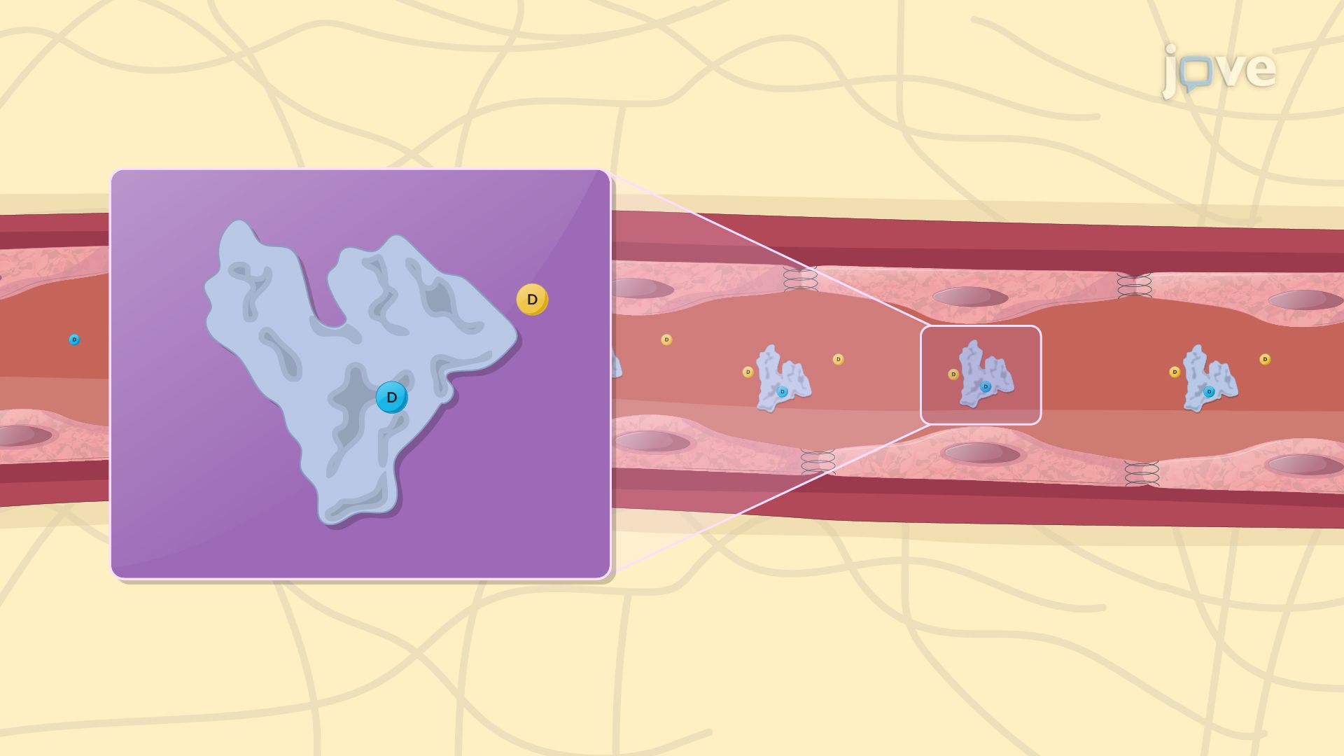 Measurement of Bioavailability: Pharmacodynamic Methods