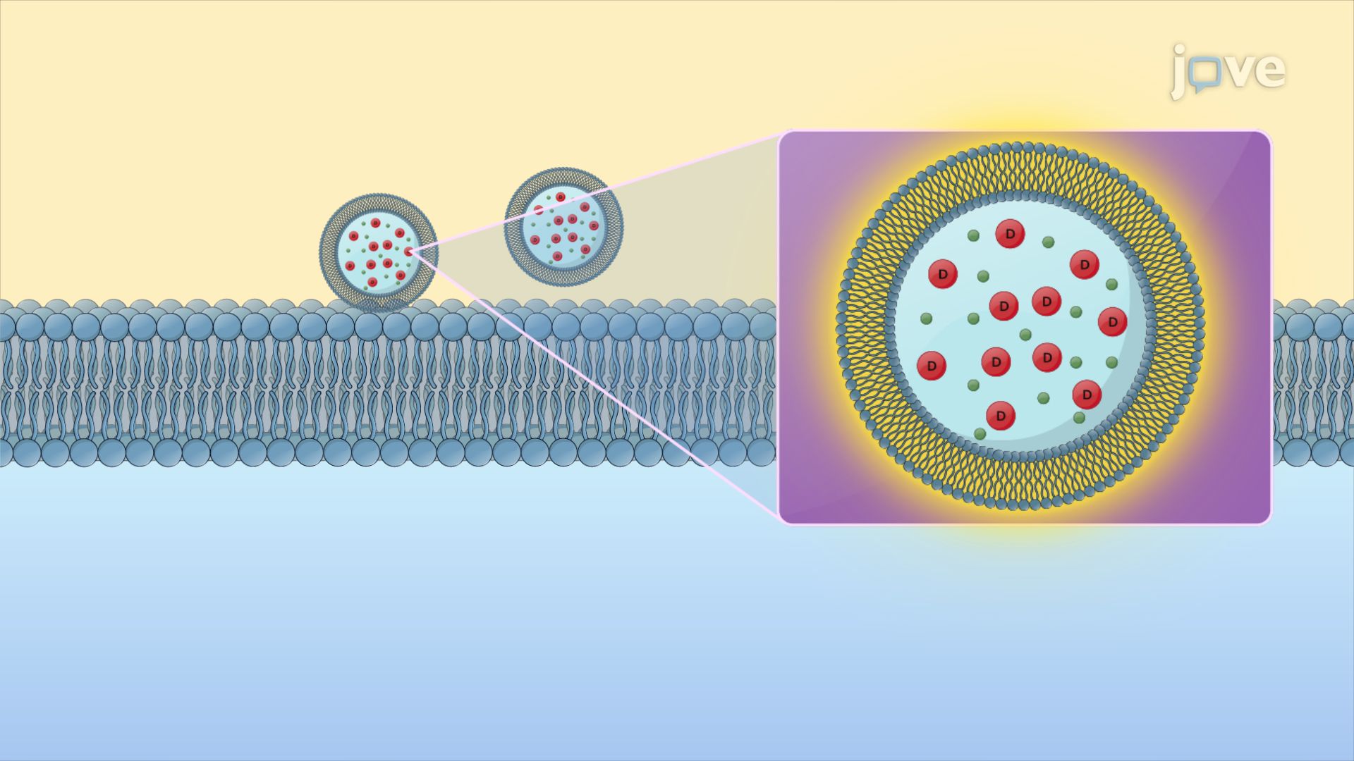 Bioavailability Enhancement: Drug Permeability Enhancement