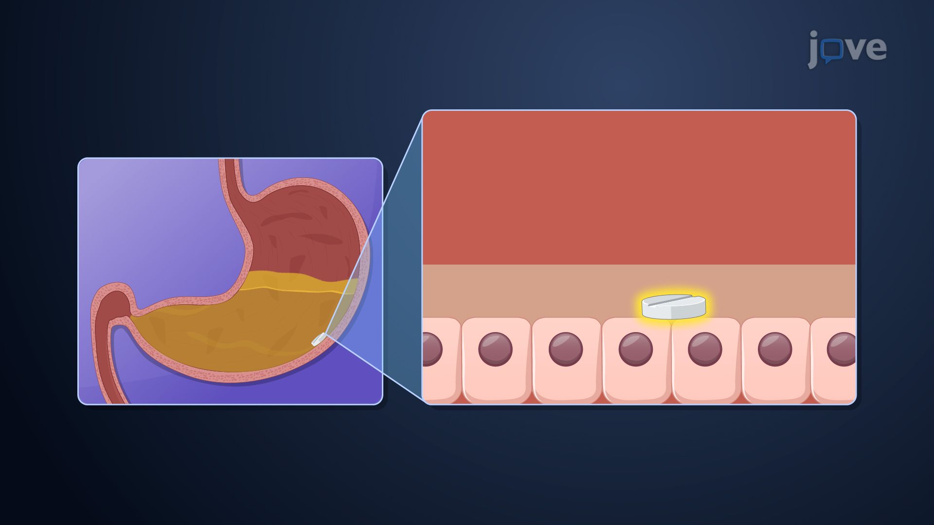 Bioavailability Enhancement: Drug Stability Enhancement and GI Retention