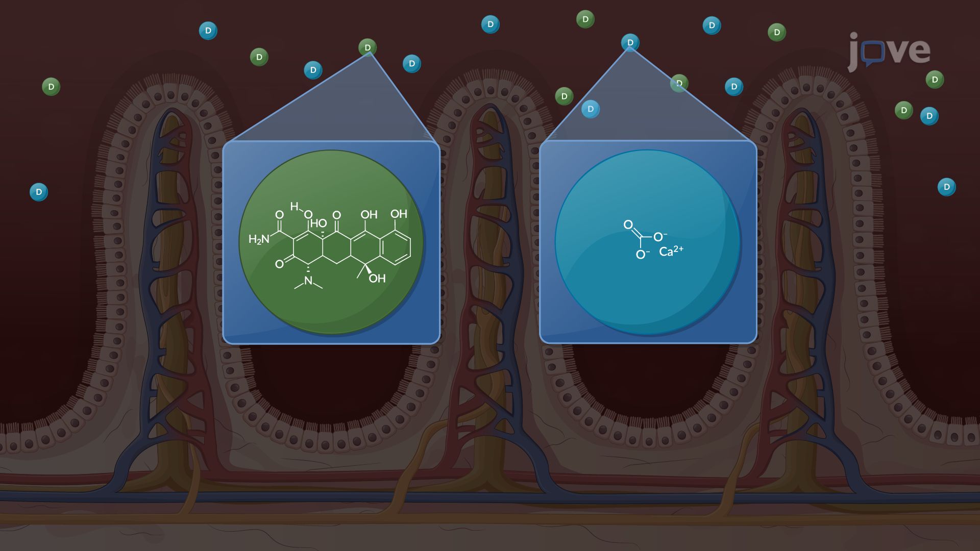 Pharmacokinetics: Drug–Drug Interactions