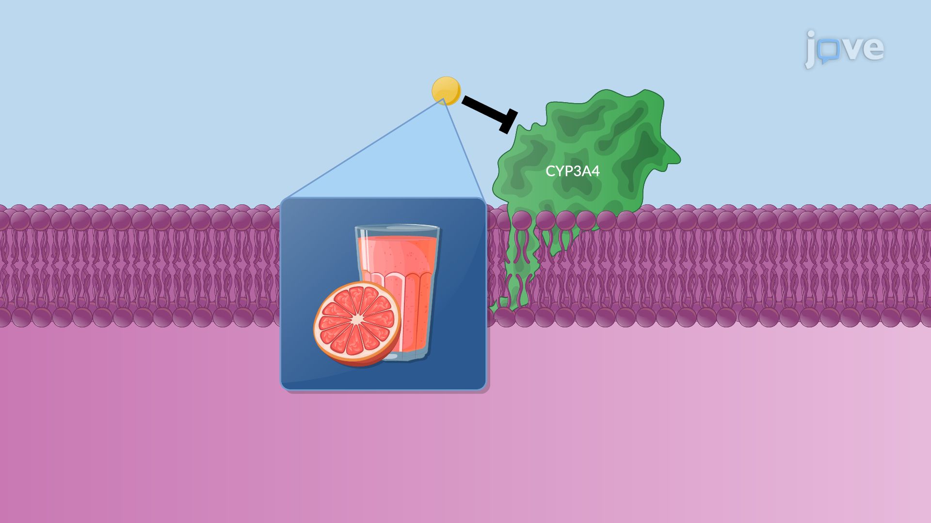 Pharmacokinetics: Drug–Food and Drug–Viral Interactions