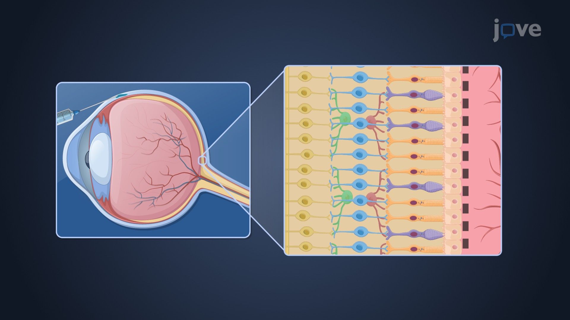 Pharmacokinetics in Geriatric Patients: Effect of Age on Drug Absorption