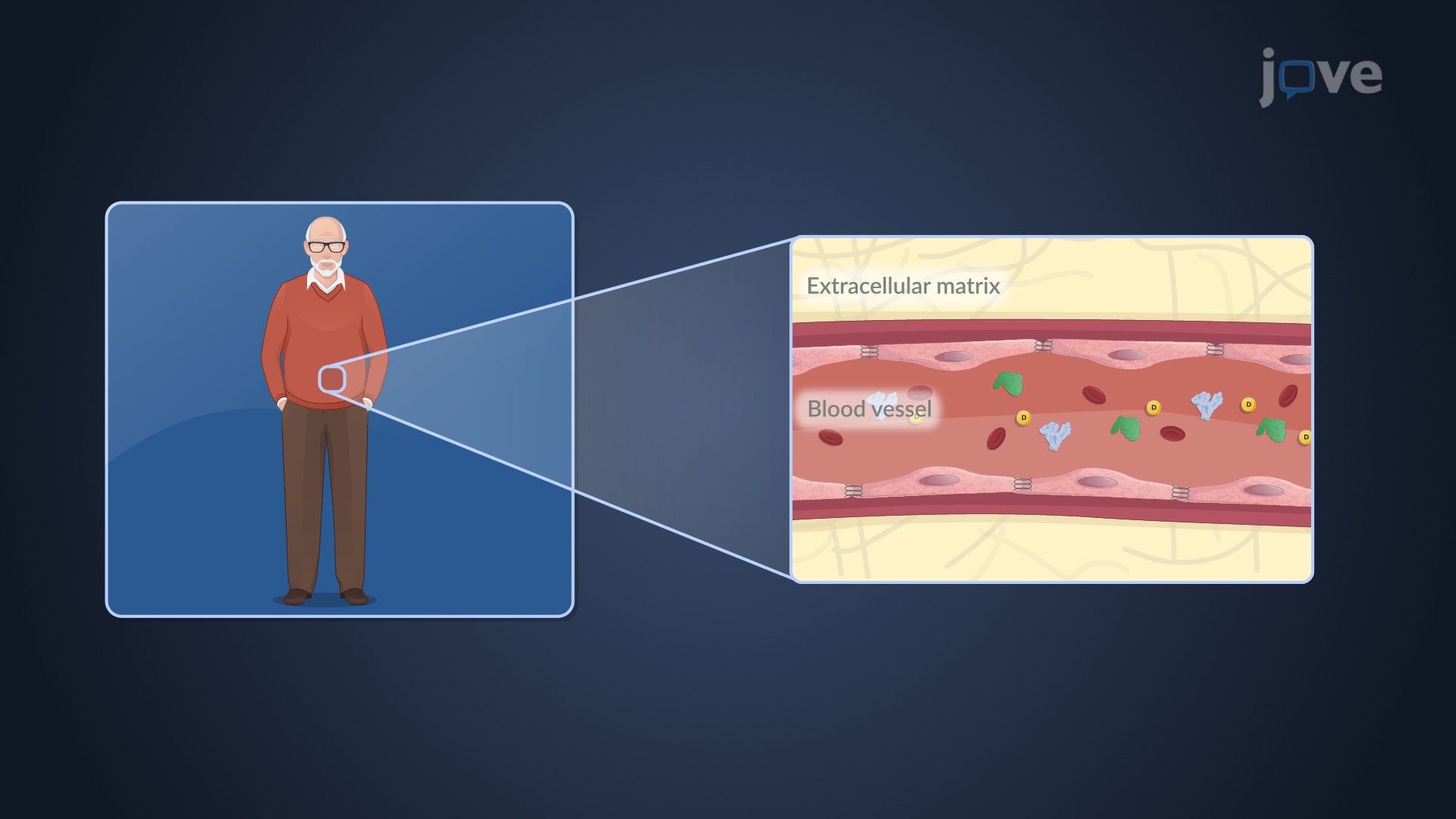 Pharmacokinetics in Geriatric Patients: Effect of Age on Drug Distribution