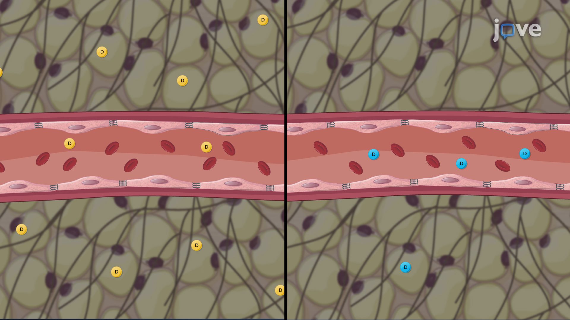 Pharmacokinetics in Obese Patients: Drug Absorption and Distribution