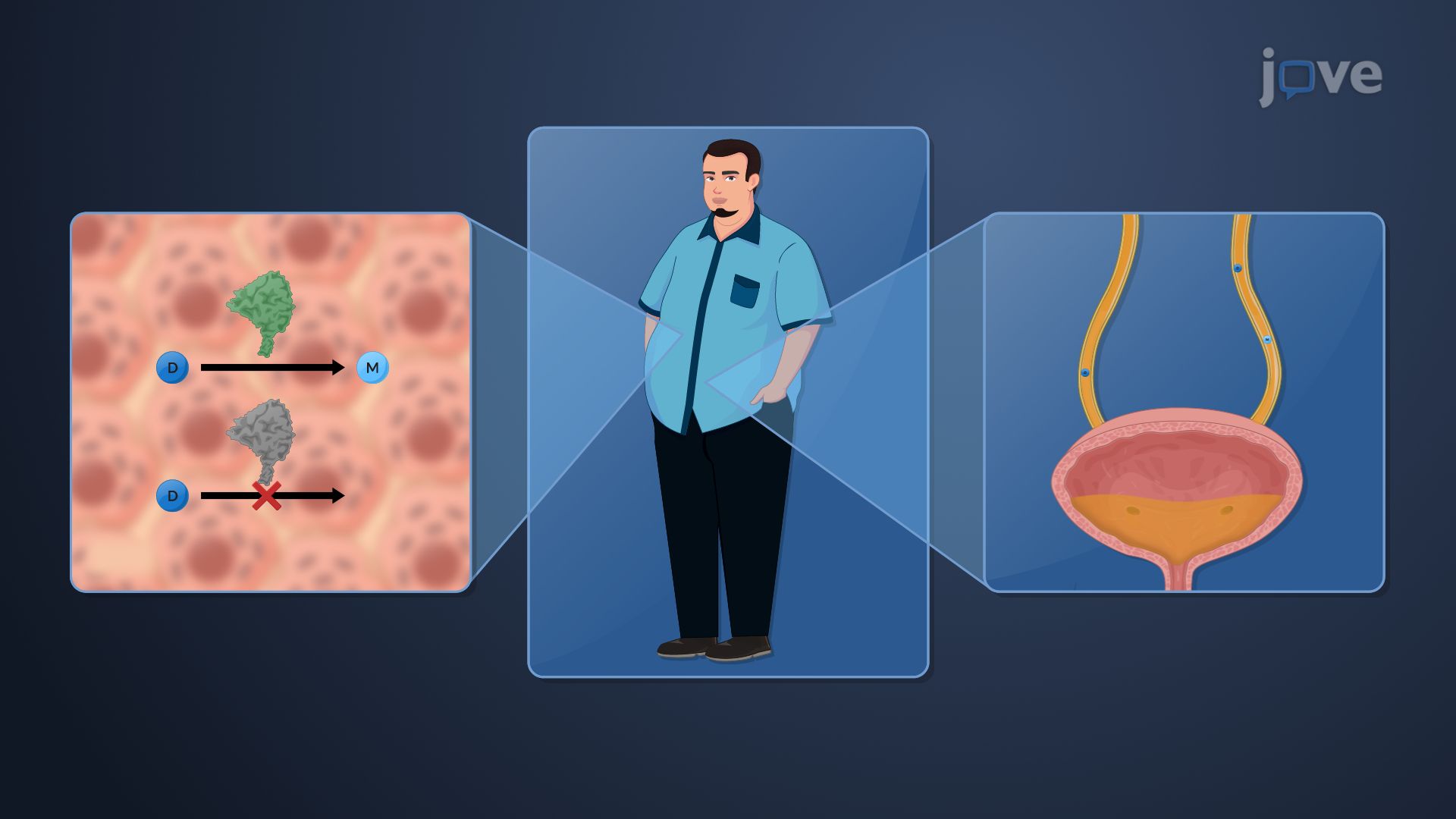 Pharmacokinetics in Obese Patients: Drug Metabolism and Excretion