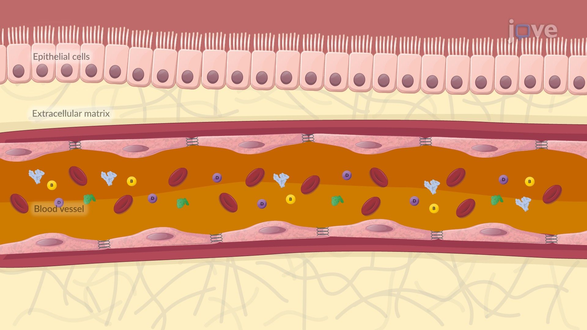 Pharmacokinetics in Pediatric Patients: Drug Distribution