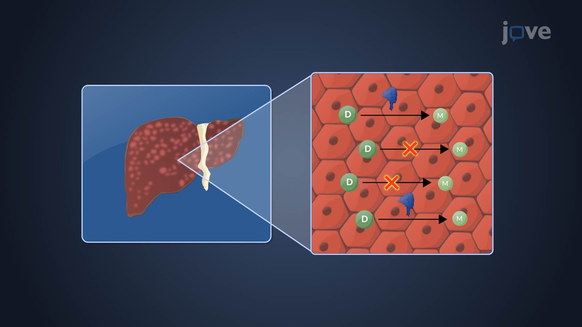Effect of Hepatic Disease on Pharmacokinetics: Active Drug, Metabolite and Fraction of Metabolized Drug