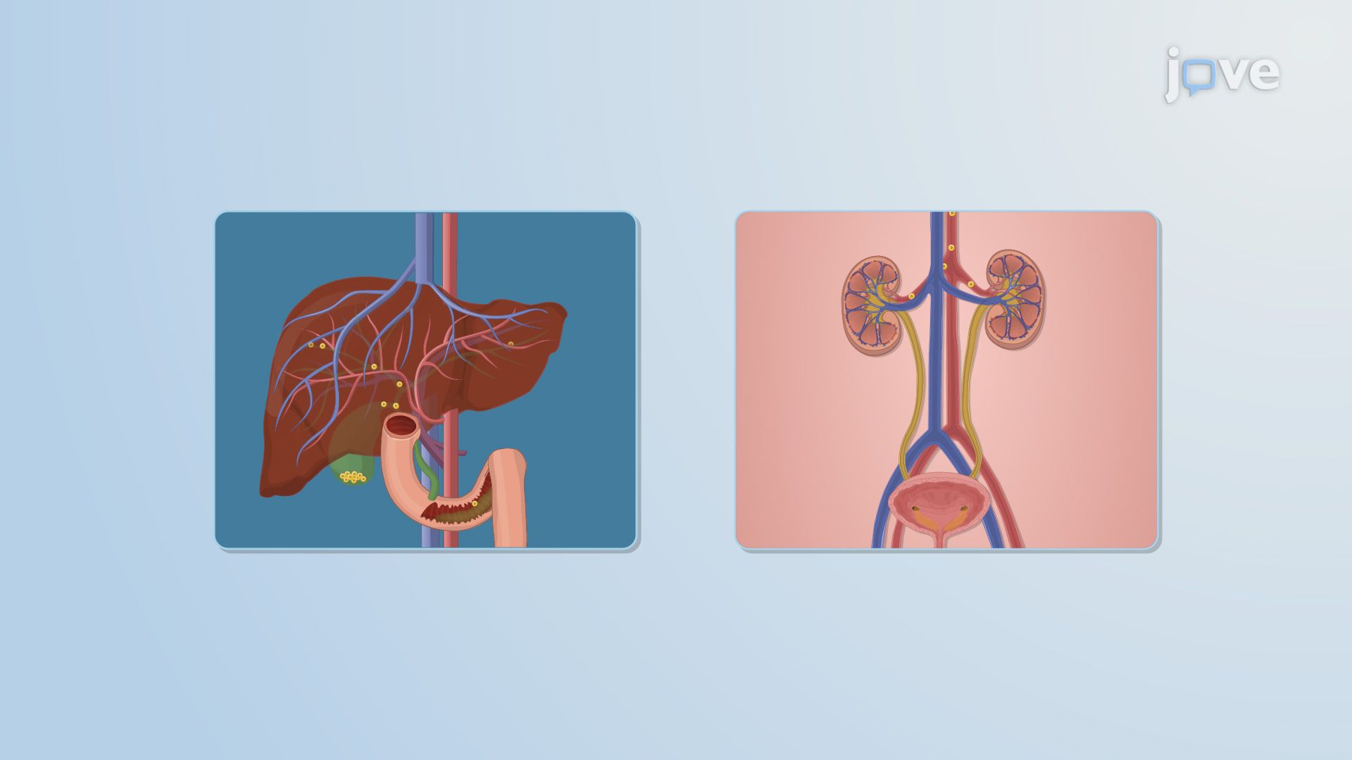 Pharmacokinetic–Pharmacodynamic Relationship: Influence of Elimination Half-Life on Effect Duration